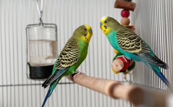 Vogelkäfig einrichten: So schaffen Sie ein Paradies für Ihre Vögel! Hyperrealistic close-up inside a bright birdcage. Two budgerigars perch on a natural branch, playing with a toy. Clean feeders, water. Soft window light, shallow depth of field, highlighting feather and wood textures. Artifact-free, no text.