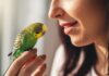 Vogelkrankheiten erkennen und behandeln: So helfen Sie Ihrem gefiederten Freund! Hyperrealistic close-up portrait of a woman gently examining her vibrant budgie. Soft morning light streaming through a window illuminates the scene. Focus on the detailed texture of the budgie's feathers and the woman's caring expression as she checks for signs of illness. Photorealistic skin and bird anatomy. No text or words in the image. Cinematic, sharp focus, artifact-free.
