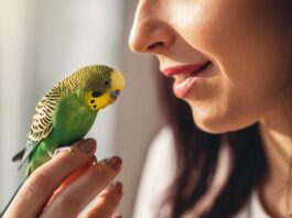Hyperrealistic close-up portrait of a woman gently examining her vibrant budgie. Soft morning light streaming through a window illuminates the scene. Focus on the detailed texture of the budgie's feathers and the woman's caring expression as she checks for signs of illness. Photorealistic skin and bird anatomy. No text or words in the image. Cinematic, sharp focus, artifact-free.