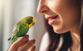 Vogelkrankheiten erkennen und behandeln: So helfen Sie Ihrem gefiederten Freund! Hyperrealistic close-up portrait of a woman gently examining her vibrant budgie. Soft morning light streaming through a window illuminates the scene. Focus on the detailed texture of the budgie's feathers and the woman's caring expression as she checks for signs of illness. Photorealistic skin and bird anatomy. No text or words in the image. Cinematic, sharp focus, artifact-free.
