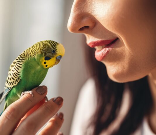 Hyperrealistic close-up portrait of a woman gently examining her vibrant budgie. Soft morning light streaming through a window illuminates the scene. Focus on the detailed texture of the budgie's feathers and the woman's caring expression as she checks for signs of illness. Photorealistic skin and bird anatomy. No text or words in the image. Cinematic, sharp focus, artifact-free.