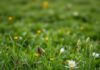 Achtung Giftpflanzen für Pferde auf der Weide: Diese müssen Sie kennen! https://image.pollinations.ai/prompt/
