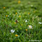 https://image.pollinations.ai/prompt/