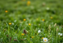 https://image.pollinations.ai/prompt/