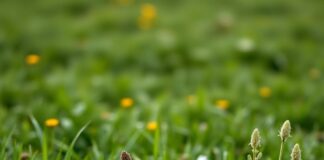 https://image.pollinations.ai/prompt/