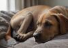 Hyperrealistic photograph: An adorable fawn Great Dane puppy sleeps peacefully on a luxurious, textured grey dog bed. Warm, soft natural light from a window highlights its glossy coat and relaxed form. Shallow depth of field, close-up, focusing on lifelike detail. Cozy interior setting. Artifact-free, anatomically correct. Absolutely no text or letters. Cinematic lighting.