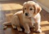 Hyperrealistic photograph: An adorable 8-week-old Golden Retriever puppy sits attentively on a polished wooden floor. Soft morning sunlight illuminates its fluffy golden fur and bright, intelligent eyes looking slightly upwards. Shallow depth of field blurs the background. Flawless anatomy. Absolutely no text, letters, or words anywhere. Cinematic, artifact-free.