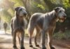 Hyperrealistic, photorealistic shot: Majestic Irish Wolfhound walks calmly beside its attentive owner on a sun-dappled park path. Loose leash held gently. Dog's expression serene, focused interaction. Soft bokeh background. Extremely detailed fur texture, natural afternoon light. Anatomically perfect, artifact-free. Absolutely no text or letters visible.