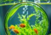 Grüne Scheiben im Aquarium? So werden Sie die Algen los! https://image.pollinations.ai/prompt/