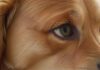 Hat Ihr Hund tränende Augen? Ursachen & Behandlungsmöglichkeiten! Hyperrealistic, close-up of a golden retriever's face, showing a slightly tearful eye. Focus on the detail of the eye, with visible moisture and detailed fur. Soft, natural lighting, shallow depth of field. No text. Artifact-free. Anatomically correct, flawless rendering.