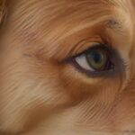 Hat Ihr Hund tränende Augen? Ursachen & Behandlungsmöglichkeiten! Hyperrealistic, close-up of a golden retriever's face, showing a slightly tearful eye. Focus on the detail of the eye, with visible moisture and detailed fur. Soft, natural lighting, shallow depth of field. No text. Artifact-free. Anatomically correct, flawless rendering.