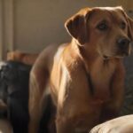 Hyperrealistic photograph: A medium-sized, anxious-looking Labrador mix stands alone in a sunlit living room, gazing intently at the front door. Soft, natural light from a window creates deep shadows. A single cushion is slightly askew on the sofa. Incredibly detailed fur, expressive worried eyes, perfect anatomy. No text, no letters, artifact-free.
