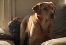 Hyperrealistic photograph: A medium-sized, anxious-looking Labrador mix stands alone in a sunlit living room, gazing intently at the front door. Soft, natural light from a window creates deep shadows. A single cushion is slightly askew on the sofa. Incredibly detailed fur, expressive worried eyes, perfect anatomy. No text, no letters, artifact-free.