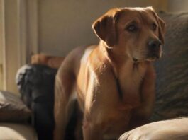 Hyperrealistic photograph: A medium-sized, anxious-looking Labrador mix stands alone in a sunlit living room, gazing intently at the front door. Soft, natural light from a window creates deep shadows. A single cushion is slightly askew on the sofa. Incredibly detailed fur, expressive worried eyes, perfect anatomy. No text, no letters, artifact-free.