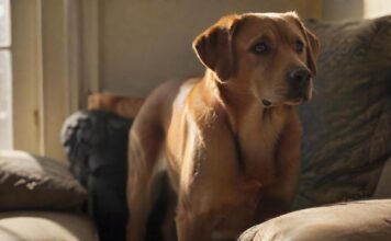 Kontrollverlust Hund allein: 🐾 Experten-Tricks Gelassenheit Hyperrealistic photograph: A medium-sized, anxious-looking Labrador mix stands alone in a sunlit living room, gazing intently at the front door. Soft, natural light from a window creates deep shadows. A single cushion is slightly askew on the sofa. Incredibly detailed fur, expressive worried eyes, perfect anatomy. No text, no letters, artifact-free.