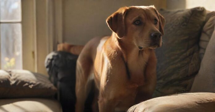 Hyperrealistic photograph: A medium-sized, anxious-looking Labrador mix stands alone in a sunlit living room, gazing intently at the front door. Soft, natural light from a window creates deep shadows. A single cushion is slightly askew on the sofa. Incredibly detailed fur, expressive worried eyes, perfect anatomy. No text, no letters, artifact-free.