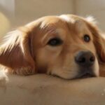 Ultra-photorealistic close-up: A contented Golden Retriever rests comfortably inside a pristine, modern kennel suite bathed in warm, natural morning light. A gentle, out-of-focus human hand softly strokes its fur. Focus on detailed fur texture, relaxed posture. Secure, clean environment. Cinematic lighting, shallow depth of field. Absolutely no text, letters, signs, or artifacts.