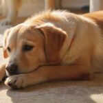 Hyperrealistic, eye-catching: A happy medium-sized dog, perhaps a Labrador or mixed breed, contentedly rests on a plush rug in a sunlit, cozy living room. A caring human hand gently strokes its fur. Serene domestic bliss, warmth, trust. Soft sunlight creates a gentle glow. Detailed textures, anatomically correct, flawless rendering. Absolutely no text, no letters, no words, no logos, no writing of any kind.
