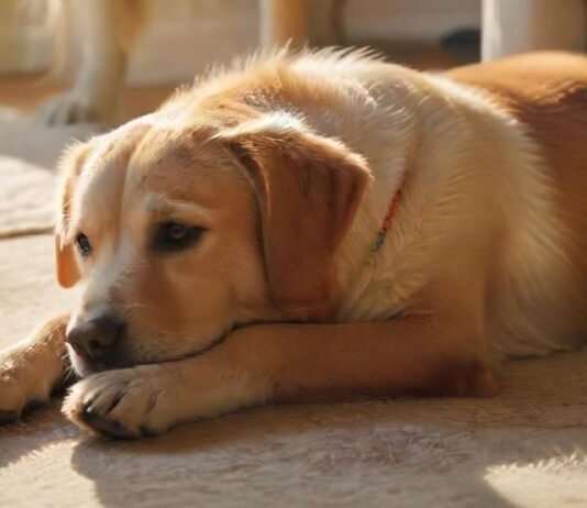 Hyperrealistic, eye-catching: A happy medium-sized dog, perhaps a Labrador or mixed breed, contentedly rests on a plush rug in a sunlit, cozy living room. A caring human hand gently strokes its fur. Serene domestic bliss, warmth, trust. Soft sunlight creates a gentle glow. Detailed textures, anatomically correct, flawless rendering. Absolutely no text, no letters, no words, no logos, no writing of any kind.