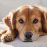 Hyperrealistic medium shot of a concerned golden retriever sitting calmly on a clean blanket inside a modern, brightly lit dog boarding kennel. Soft morning light streams in. Focus on the dog's expressive eyes and detailed fur. Shallow depth of field. Safe, caring atmosphere. Utterly photorealistic, no text, no letters.