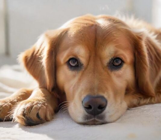 Hyperrealistic medium shot of a concerned golden retriever sitting calmly on a clean blanket inside a modern, brightly lit dog boarding kennel. Soft morning light streams in. Focus on the dog's expressive eyes and detailed fur. Shallow depth of field. Safe, caring atmosphere. Utterly photorealistic, no text, no letters.