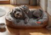 Hundezubehör Kosten 2024: Top Spar-Tipps & Checkliste 🐾 Hyperrealistic photograph capturing a neat arrangement of brand-new dog essentials prepared for a new arrival. A plush grey dog bed, a brown leather leash and collar, two clean ceramic bowls, and a sturdy rubber chew toy are artfully placed on a warm, polished wooden floor. Soft, natural morning light streams from a nearby window, highlighting realistic textures and casting gentle shadows. Extremely detailed, photorealistic rendering, sharp focus, shallow depth of field, no text, no letters, artifact-free