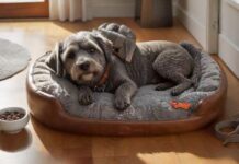 Hyperrealistic photograph capturing a neat arrangement of brand-new dog essentials prepared for a new arrival. A plush grey dog bed, a brown leather leash and collar, two clean ceramic bowls, and a sturdy rubber chew toy are artfully placed on a warm, polished wooden floor. Soft, natural morning light streams from a nearby window, highlighting realistic textures and casting gentle shadows. Extremely detailed, photorealistic rendering, sharp focus, shallow depth of field, no text, no letters, artifact-free