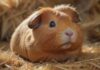 Hyperrealistic, a close-up of a fluffy guinea pig nestled in a bed of soft, golden hay, with a few stray hay strands tickling its nose, causing it to sneeze. Capture the delicate details of its fur, eyes, and tiny nose with shallow depth of field. Warm, natural lighting, artifact-free, no text. ,turbo