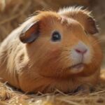 Meerschweinchen niest oft? Mögliche Ursachen und was Sie tun können! Hyperrealistic, a close-up of a fluffy guinea pig nestled in a bed of soft, golden hay, with a few stray hay strands tickling its nose, causing it to sneeze. Capture the delicate details of its fur, eyes, and tiny nose with shallow depth of field. Warm, natural lighting, artifact-free, no text. ,turbo