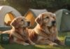 Camping mit Hund 🏕️ Ultimativer Guide + Checkliste Hyperrealistic photograph: A content Golden Retriever rests peacefully beside a modern tent on a lush green campsite lawn during golden hour. Warm light illuminates detailed fur texture and dew drops on grass. A steaming mug sits nearby. Utterly photorealistic, cinematic lighting, artifact-free, anatomically correct dog. Absolutely NO text, letters, or signs.