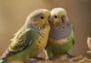 Hyperrealistic, detailed close-up of a budgerigar perched on a millet spray, eating. The background is softly blurred with hints of a birdcage. Golden hour lighting enhances the texture of the feathers, captured with a shallow depth of field. No text. artifact-free rendering. anatomically correct.