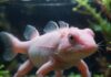 Hat Ihr Axolotl Hautprobleme oder Pilz? So behandeln Sie es richtig! https://image.pollinations.ai/prompt/