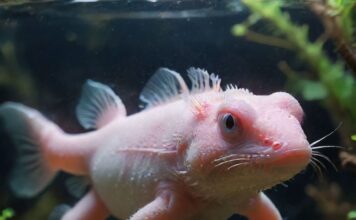 Hat Ihr Axolotl Hautprobleme oder Pilz? So behandeln Sie es richtig! https://image.pollinations.ai/prompt/