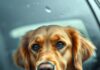 Hat Ihr Hund Angst vor dem Autofahren? Diese Tipps helfen wirklich! https://image.pollinations.ai/prompt/
