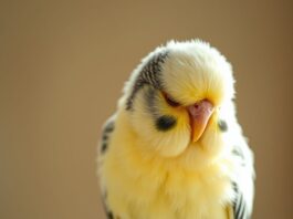 https://image.pollinations.ai/prompt/