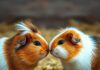 Meerschweinchen klappert mit den Zähnen? Das ist eine Drohung! https://image.pollinations.ai/prompt/