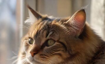 Natürliche Flohmittel für Katzen: Was wirkt wirklich? https://image.pollinations.ai/prompt/