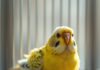 Sitzt Ihr Vogel ständig auf dem Boden? Das kann es bedeuten! https://image.pollinations.ai/prompt/