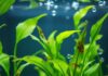 Werden Ihre Aquarium Pflanzen braun und löchrig? Das sind die Gründe! https://image.pollinations.ai/prompt/