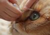 hyperrealistic close-up photo of human hands gently applying eye drops to a domestic cat's eye. Soft, natural lighting. Detailed fur texture, delicate medical tube/bottle. Shallow depth of field. No text, no letters, no artifacts, no deformities, no extra limbs.