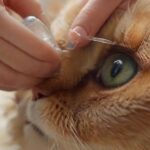 hyperrealistic close-up photo of human hands gently applying eye drops to a domestic cat's eye. Soft, natural lighting. Detailed fur texture, delicate medical tube/bottle. Shallow depth of field. No text, no letters, no artifacts, no deformities, no extra limbs.