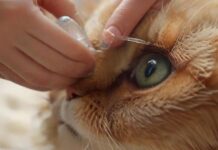 hyperrealistic close-up photo of human hands gently applying eye drops to a domestic cat's eye. Soft, natural lighting. Detailed fur texture, delicate medical tube/bottle. Shallow depth of field. No text, no letters, no artifacts, no deformities, no extra limbs.
