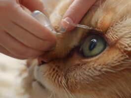 hyperrealistic close-up photo of human hands gently applying eye drops to a domestic cat's eye. Soft, natural lighting. Detailed fur texture, delicate medical tube/bottle. Shallow depth of field. No text, no letters, no artifacts, no deformities, no extra limbs.