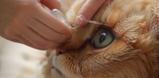 hyperrealistic close-up photo of human hands gently applying eye drops to a domestic cat's eye. Soft, natural lighting. Detailed fur texture, delicate medical tube/bottle. Shallow depth of field. No text, no letters, no artifacts, no deformities, no extra limbs.