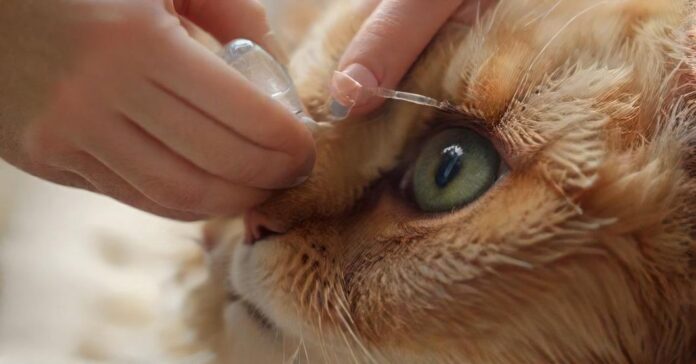 hyperrealistic close-up photo of human hands gently applying eye drops to a domestic cat's eye. Soft, natural lighting. Detailed fur texture, delicate medical tube/bottle. Shallow depth of field. No text, no letters, no artifacts, no deformities, no extra limbs.