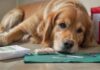 Das perfekte Erste-Hilfe-Set für den Hund: Diese Dinge dürfen nicht fehlen! Hyperrealistic close-up of a calm, healthy Golden Retriever dog, its paw resting gently near an open, organized dog first aid kit. Sterile bandages, medical scissors, antiseptic spray, and a thermometer are neatly arranged. Natural, soft diffused lighting with shallow depth of field. Photorealistic, artifact-free, no text or symbols.
