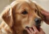 Dehydration beim Hund erkennen: Diese Anzeichen sollten Sie kennen! A weary-looking golden retriever, close-up. A human hand gently pinches a fold of skin on its neck, testing for dehydration. The fur is detailed and soft. Natural, diffused lighting, shallow depth of field. Hyperrealistic photograph, no text, no artifacts.