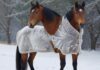 Die beste Winterdecke fürs Pferd: So finden Sie das richtige Modell! Hyperrealistic photorealistic image of a majestic horse wearing a durable, perfectly fitted winter horse blanket, standing in a serene snow-covered paddock. Visible breath in crisp, cold winter air. Detailed fur texture and blanket material. Soft, natural light. No text, no words, no letters, no artifacts.