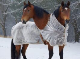 Hyperrealistic photorealistic image of a majestic horse wearing a durable, perfectly fitted winter horse blanket, standing in a serene snow-covered paddock. Visible breath in crisp, cold winter air. Detailed fur texture and blanket material. Soft, natural light. No text, no words, no letters, no artifacts.