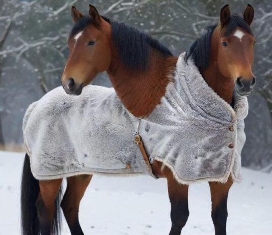 Hyperrealistic photorealistic image of a majestic horse wearing a durable, perfectly fitted winter horse blanket, standing in a serene snow-covered paddock. Visible breath in crisp, cold winter air. Detailed fur texture and blanket material. Soft, natural light. No text, no words, no letters, no artifacts.